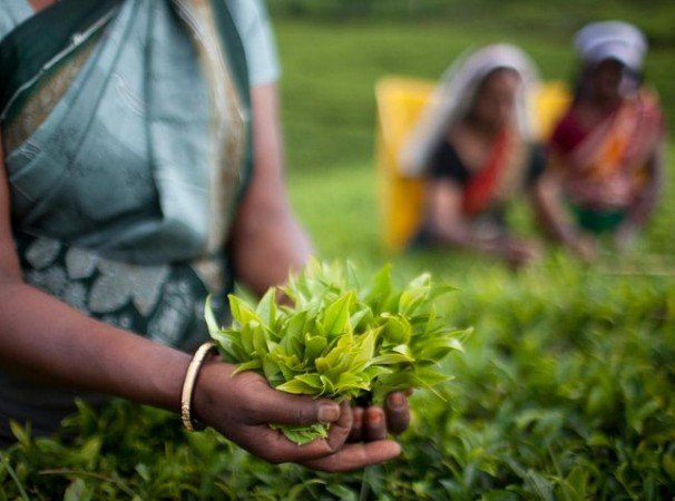 Signature Tea Factory Experience